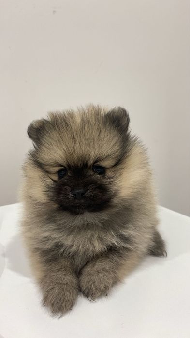 Померан женско куче