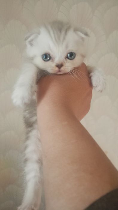 Котята вислоухие