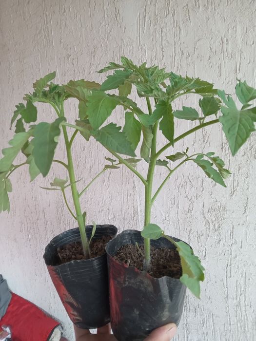 Рассада в ассортименте