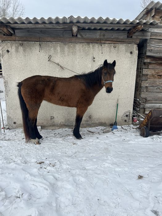 Бие жуас сатылад