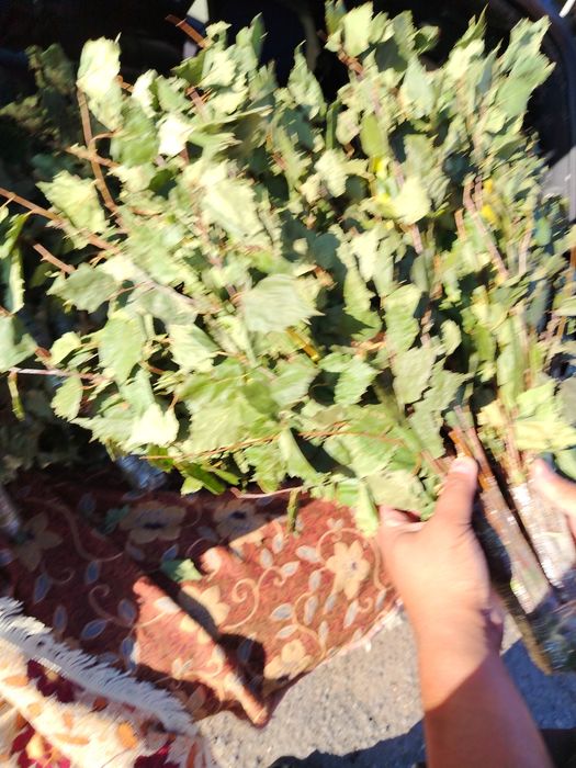 Березовые веники