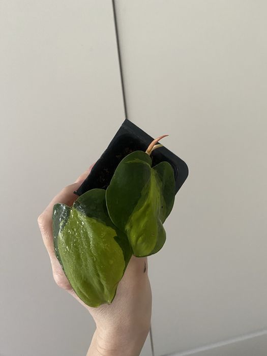 Бразил бразил лиана