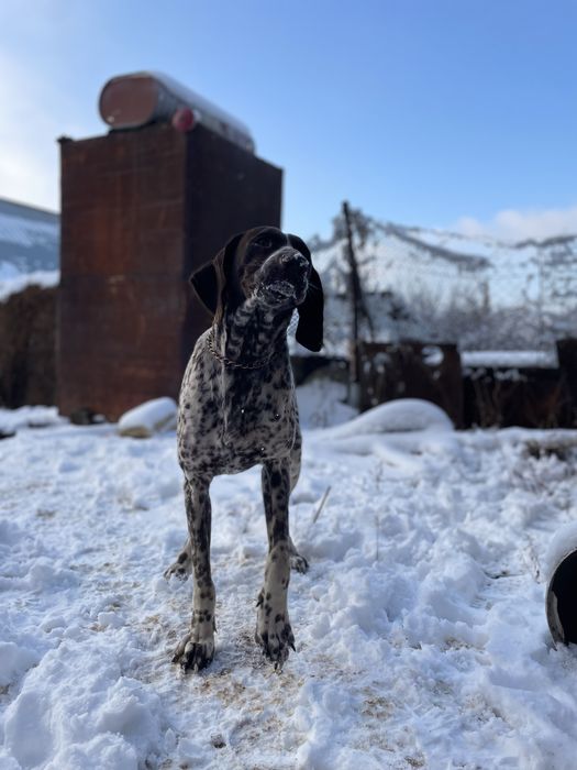 Собака Ит охотничьи