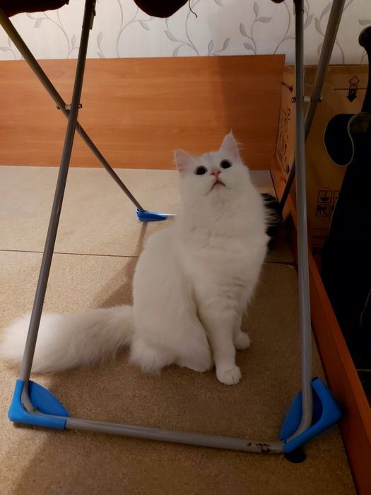 Отдам в добрые руки