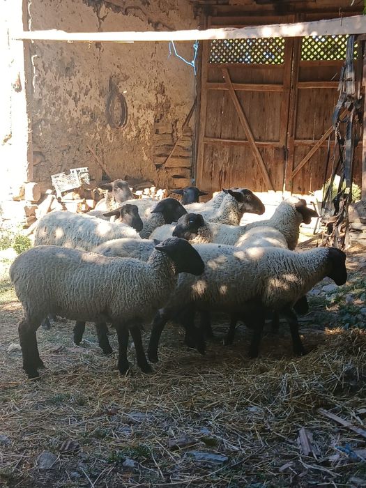 Vand miei suforc