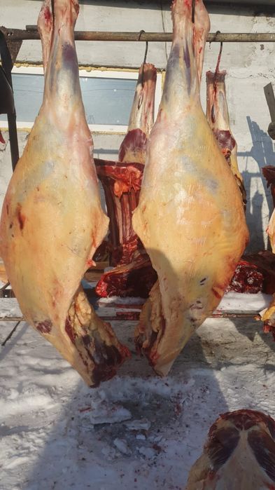 Жылқы еті,  Мясо конина, халал