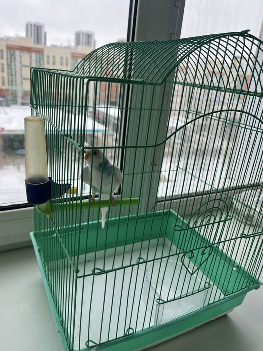 Продам попугая с клеткой