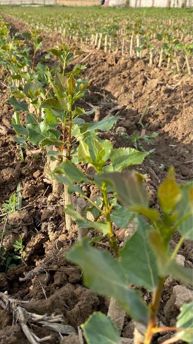 Тополь, Вязь и слива