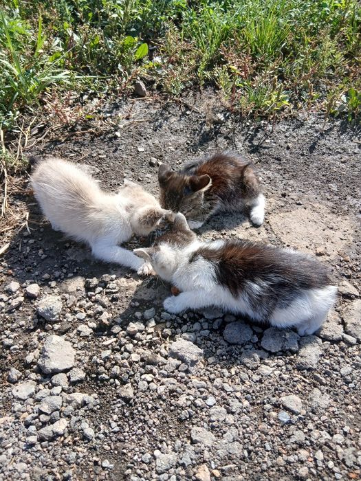 Котята пушистики