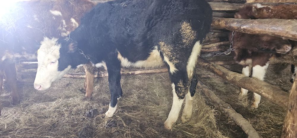 Продам телочку .