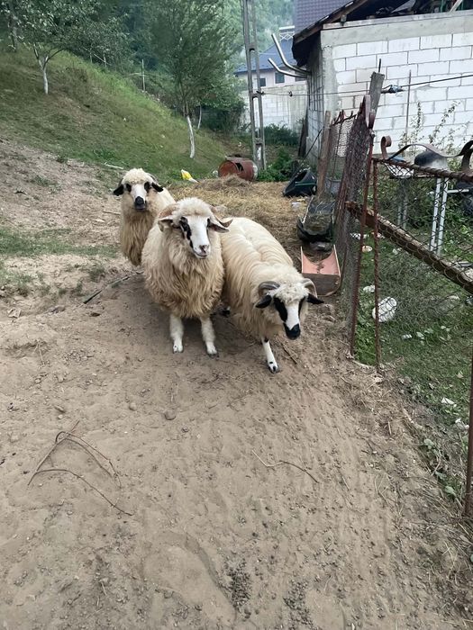 Vând oi de un an