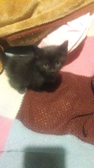 Продам котят от породистой кошки