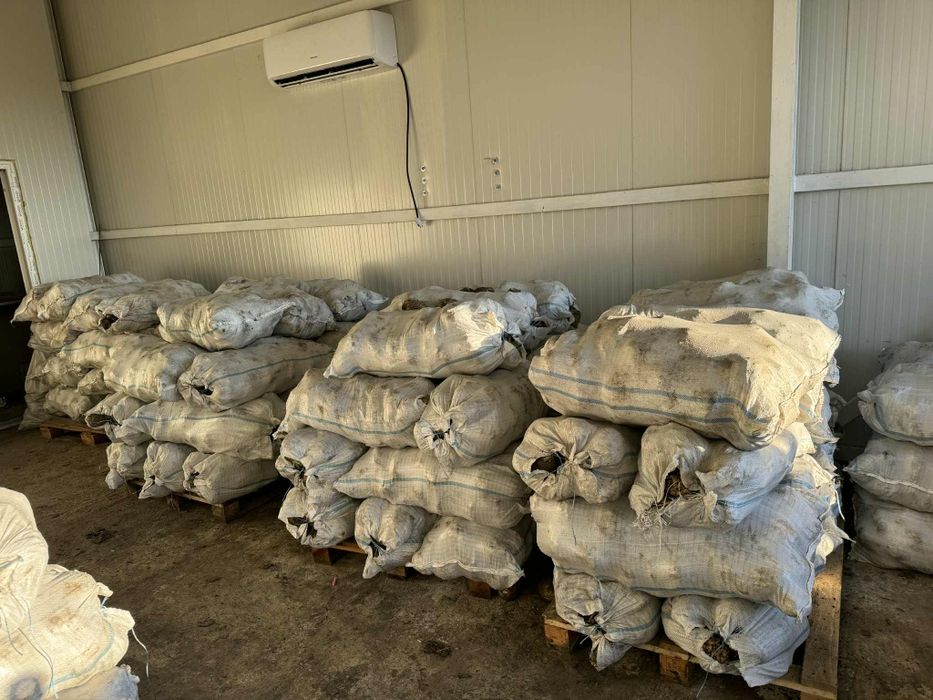 Țelina - vânzare Angro