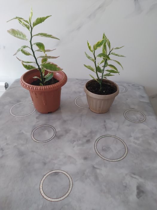 Продам комнатный цветок педилантус⁹