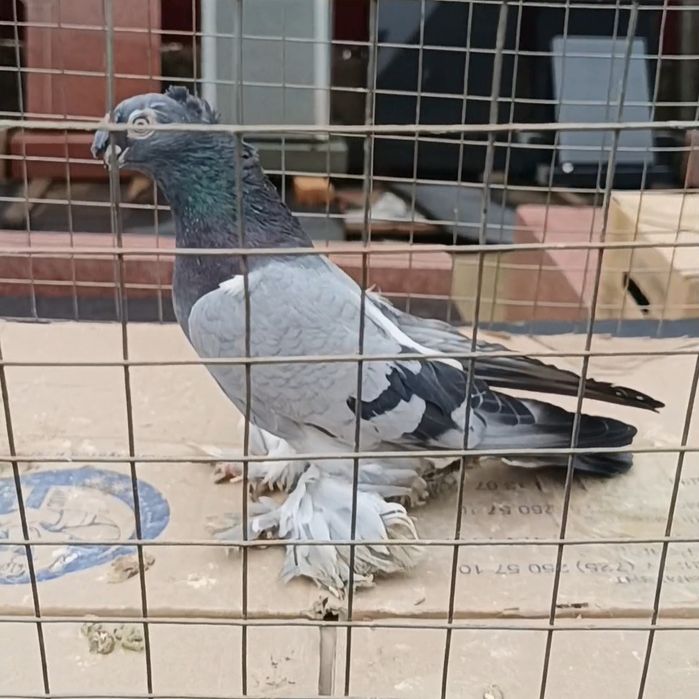 Голуби сизый самец