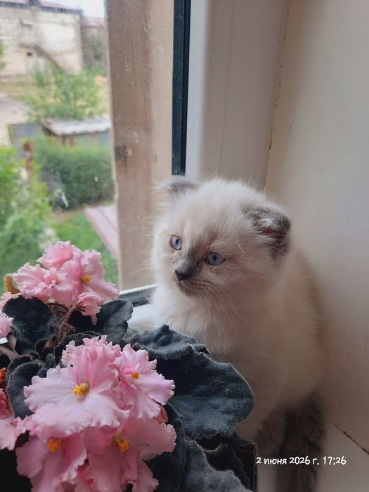 Котята британские.