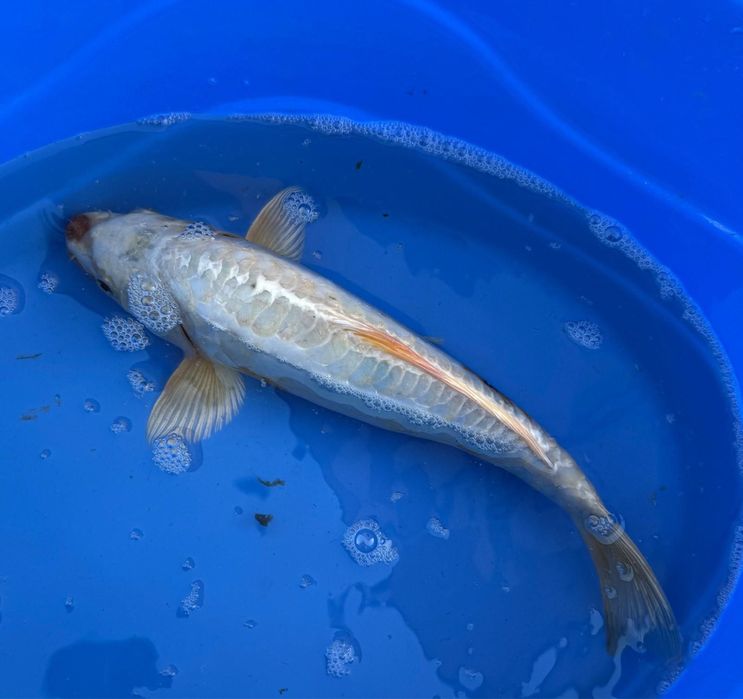 Crapi koi de vanzare