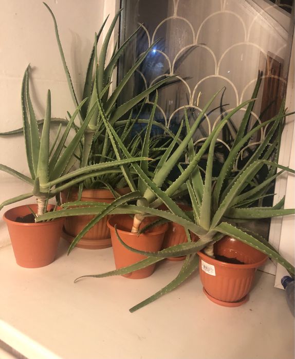 Алоэ вера (4года)