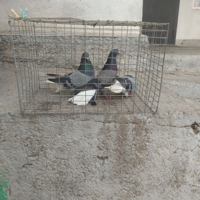 Бабочки сизи белахвость 2 пара