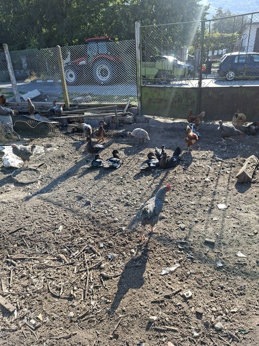 Патки йордечки петли и носачки