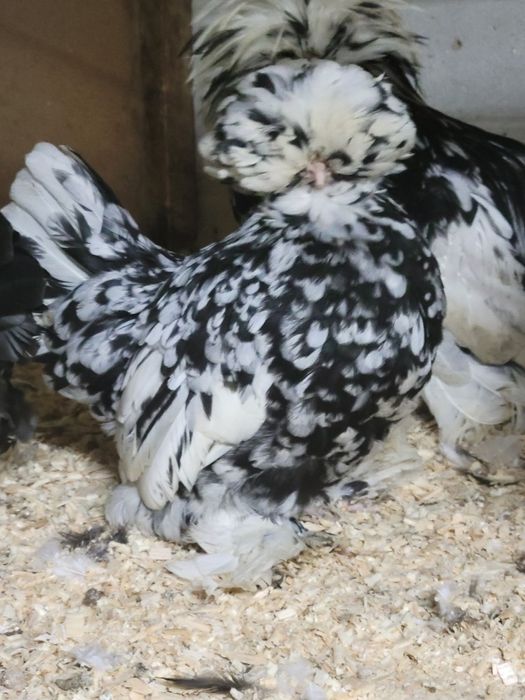 Корейскийлар жужалари туйорлари сотилади пули сфатига караб хаммаси то