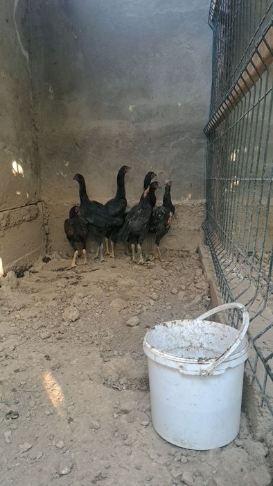 Бойцовы петухи дакан