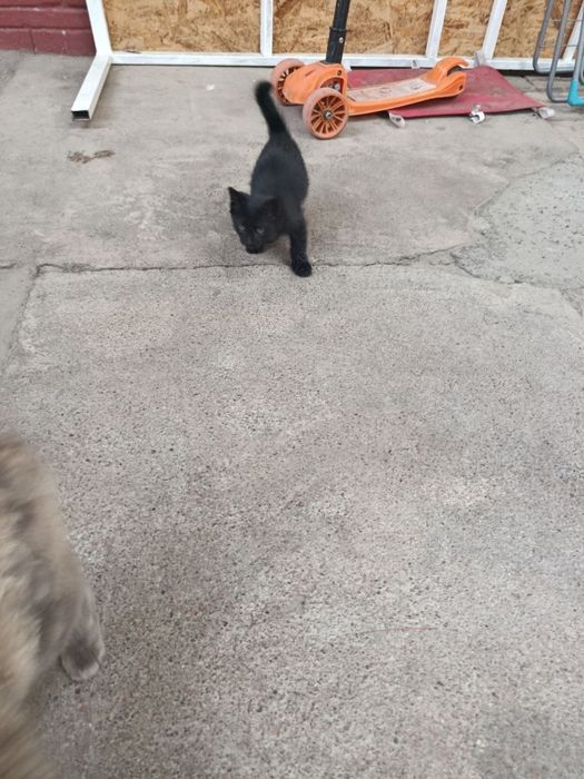 Mushuk bolasi 2 oylik boldi qiz bola