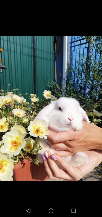 Кролик декоративный