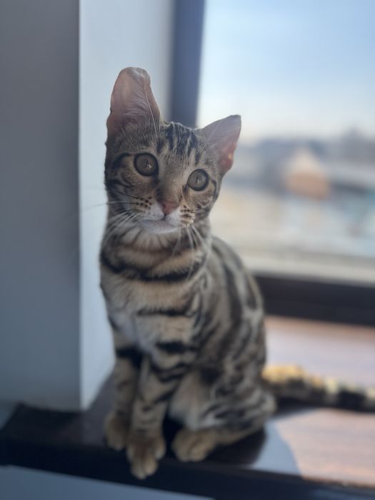 ищем кота на вязку бенгала