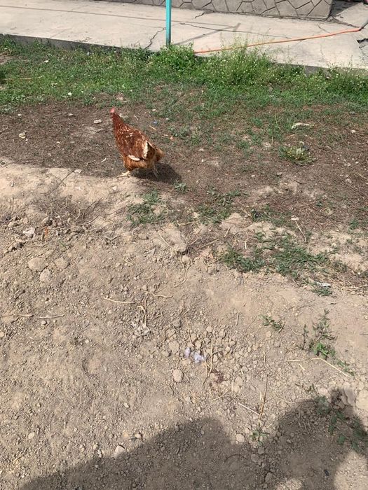 Продам ломан браун куры