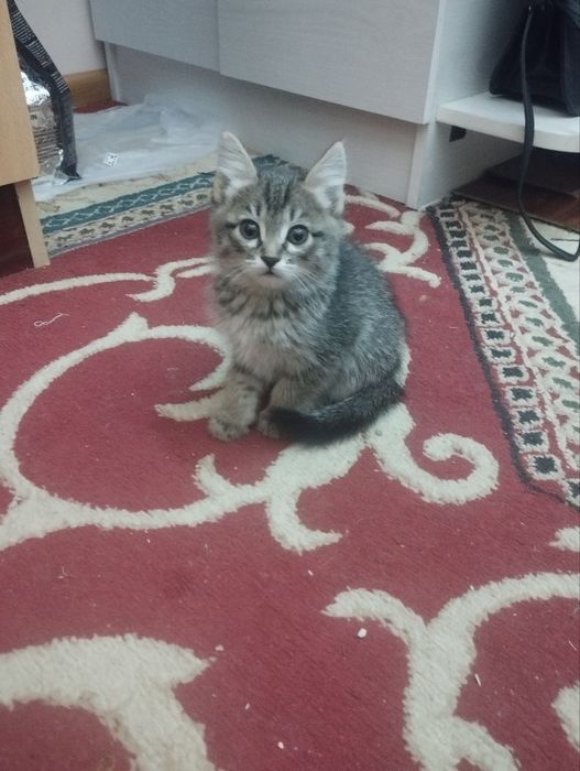 Отдам в хорошие добрые руки