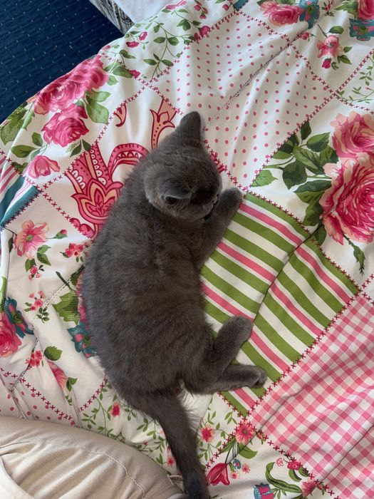 котенце на 4 месеца Шотландска фолд