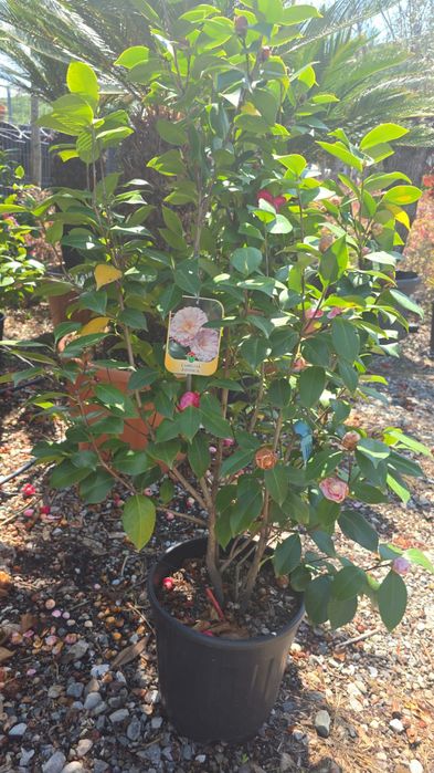 Pepiniera noastră va pune la dispoziție multe conifere