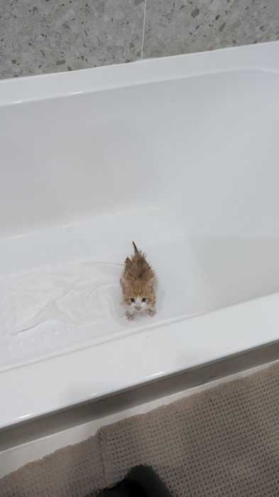 Мысық, кошка тегін беремін