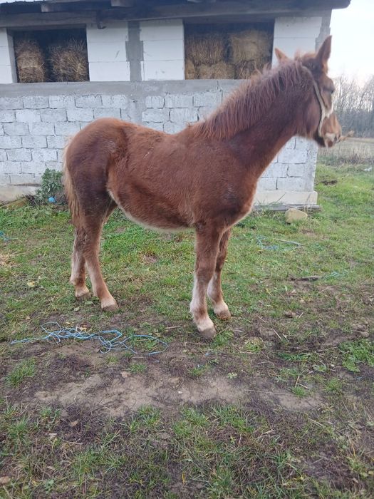 Vând manză semi grea!