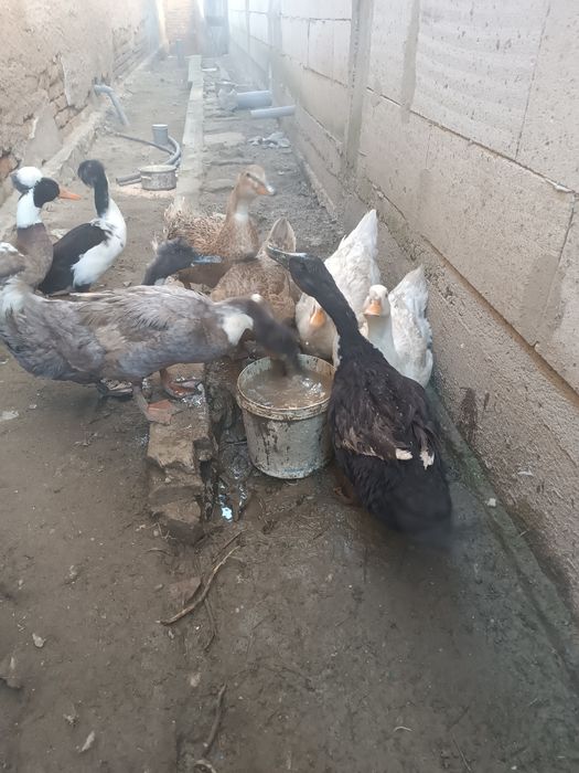 Vând 7 rațe și doi rățoi