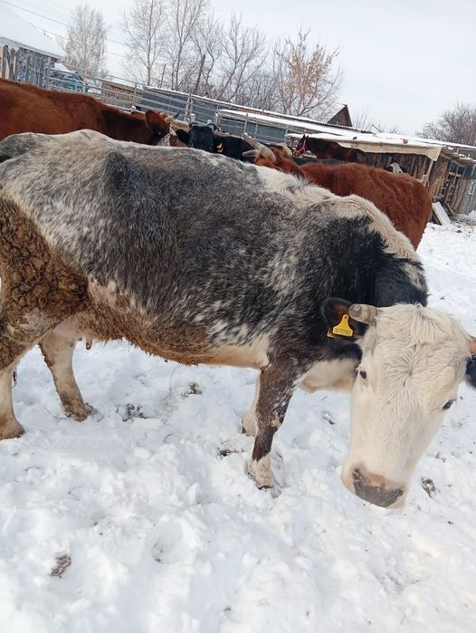 Продам бычок 1,4.