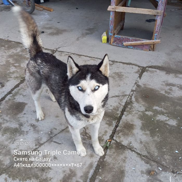 Хаски продам, мальчик