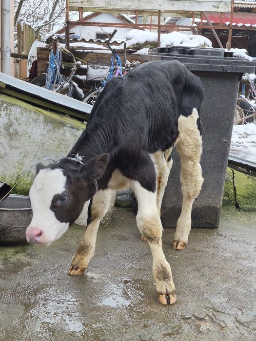 Vând vițel bălțat montat de 15 zile