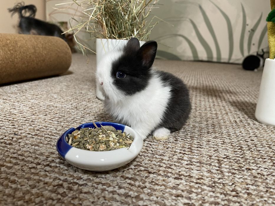 Декоративни зайчета-Прекрасни!