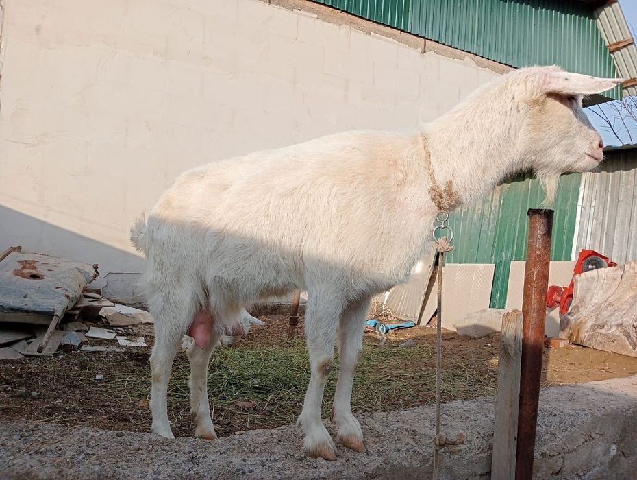 Сүтті Дойын жас ешкі сатамын