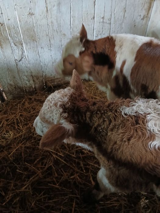 Vand Taurasi baltati