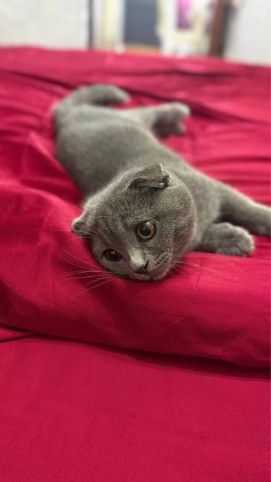 Срочно! Продается Кот Скотиш Фолд