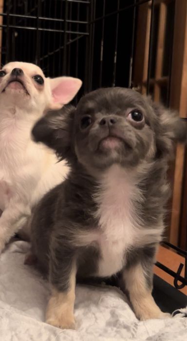 ЧИХУАХУА, девочка, 3 мес.