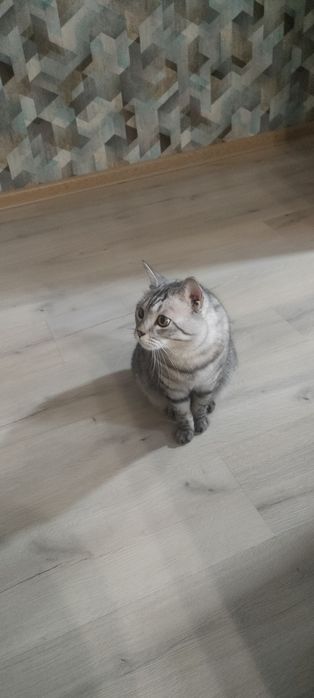 Кот в добрые руки