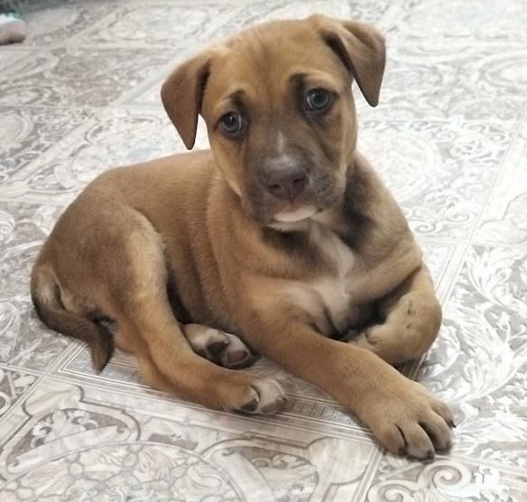 Отдам щенка в добрые руки срочно