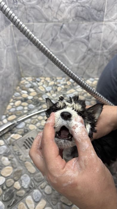 Сибирский хаски щенок