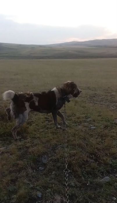 Алабай щенки Тобет САО