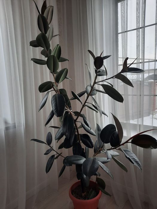 Фикус Цена 35000 тг