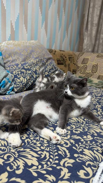 Отдам котят в добрые руки
